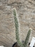 Tephrocactus weberi pt11 - Cactos Azulão