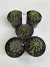 Kit 05un de Echinopsis hibrido (flores coloridas) - comprar online