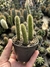 Cleistocactus samaipatanus (3 mudas) rabo de gato boliviano - comprar online