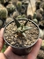 Ariocarpus trigonus pt09 - comprar online