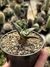 Ariocarpus trigonus pt09 na internet