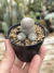 Rebutia heliosa