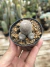 Rebutia heliosa - comprar online