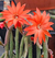 Chamaecereus luisramirezii pt09 Rabo de rato pelado pt11 - comprar online