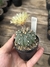 Astrophytum asterias - comprar online