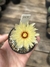 Astrophytum asterias na internet