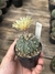 Astrophytum asterias - Cactos Azulão