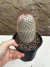Mammillaria bombycina, cacto florindo, flores, planta, cacto florido, mammillaria florida, mamilaria, cacto, 