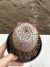 Mammillaria bombycina pt14 - comprar online