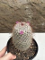 Mammillaria bombycina pt14 na internet