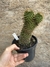 Mammillaria backebergiana especial pt14 na internet