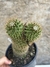 Mammillaria backebergiana especial pt14 - comprar online