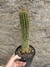 Trichocereus schickendantzii pt14 - comprar online