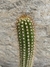 Trichocereus schickendantzii pt14 na internet