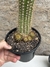 Trichocereus schickendantzii pt14 - Cactos Azulão