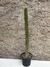 Trichocereus narvaecensis 50cm alt na internet