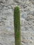Trichocereus narvaecensis 50cm alt - comprar online