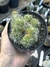 Mammillaria pico monstruosa pt11 - comprar online