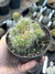 Mammillaria pico monstruosa pt11 na internet