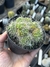 Mammillaria pico monstruosa pt11 - Cactos Azulão