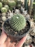 Mammillaria pico semi-inermis pt11 - comprar online