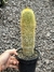 Parodia leninghausii pt14 20cm alt