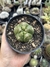 Gymnocalycium horstii variegata pt11 - comprar online