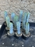 KIT 10un - Myrtillocactus geometrizans 10-15cm alt - comprar online