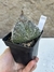 Astrophytum myriostigma 3k - tricostatum pt11 matriz na internet