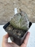 Astrophytum myriostigma 3k - tricostatum pt11 matriz - Cactos Azulão