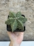 Astrophytum fukuryu nudum 6k matriz pt11 - comprar online
