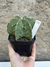 Astrophytum fukuryu nudum 6k matriz pt11 na internet