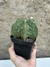 Astrophytum fukuryu nudum 6k matriz pt11 - Cactos Azulão