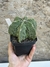 Astrophytum fukuryu nudum 6k matriz pt11 - loja online