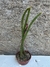 Cleistocactus samaipatanus 60cm alt - Rabo de gato boliviano - comprar online