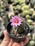 Mammillaria alamensis - comprar online