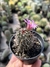 Mammillaria alamensis - Cactos Azulão