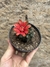 Gymnocalycium baldianum pt11
