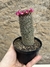 Mammillaria matudae pt11 'cacto cobra/serpente'