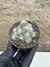 Rebutia albiflora colonia pt07