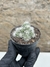 Rebutia albiflora colonia pt07 na internet
