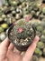 Mammillaria wildii 'flor pink'