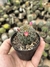 Mammillaria wildii 'flor pink' - comprar online