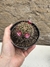 Mammillaria hibrida pt11 - comprar online