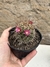 Mammillaria hibrida pt11