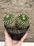 Mammillaria karwinskiana subs. nejapensis 'bicefala' pt15 - comprar online