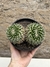 Mammillaria karwinskiana subs. nejapensis 'bicefala' pt15