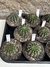 Echinopsis hibrido (flores coloridas) pt11 na internet