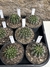 Echinopsis hibrido (flores coloridas) pt11 - Cactos Azulão