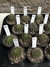 Echinopsis hibrido (flores coloridas) - comprar online